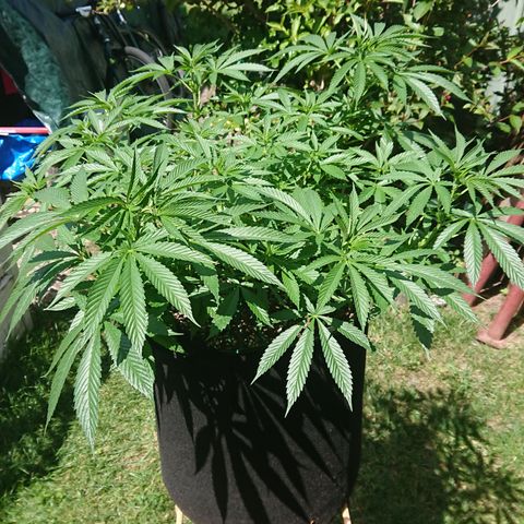Apple Blossom growlog timeline photo