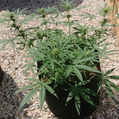 Strawberry Banana Auto growlog timeline photo