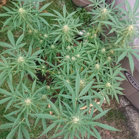 Strawberry Banana Auto growlog timeline photo