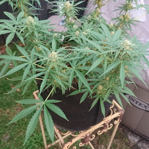 Strawberry Banana Auto growlog timeline photo