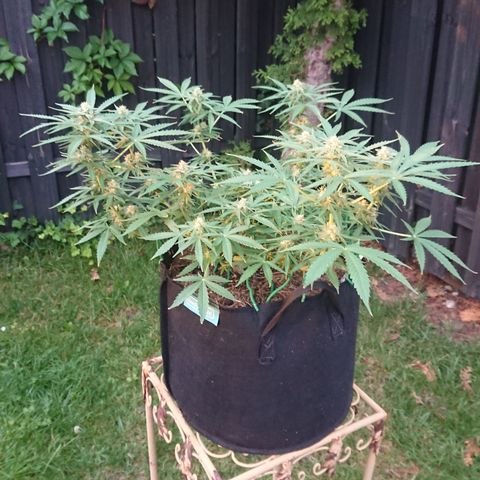 Strawberry Banana Auto growlog timeline photo