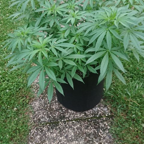 Apple Blossom growlog timeline photo