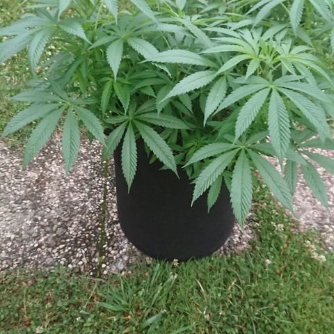 Apple Blossom growlog timeline photo
