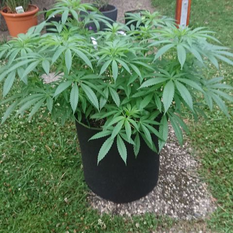 Apple Blossom growlog timeline photo
