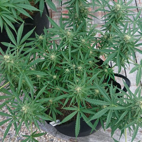 Strawberry Banana Auto growlog timeline photo