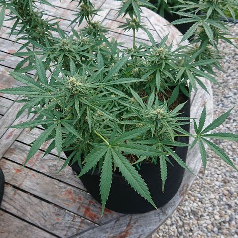 Strawberry Banana Auto growlog timeline photo