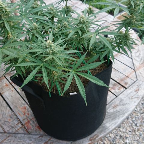 Strawberry Banana Auto growlog timeline photo