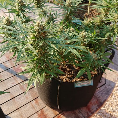 Strawberry Banana Auto growlog timeline photo