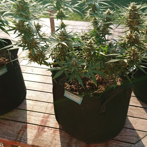 Strawberry Banana Auto growlog timeline photo