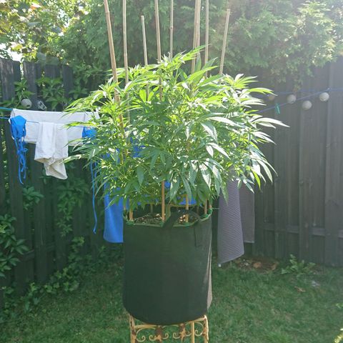 Apple Blossom growlog timeline photo