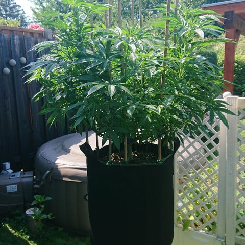 Apple Blossom growlog timeline photo