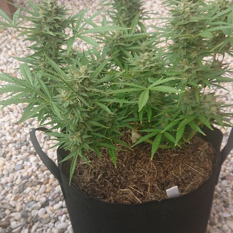 Strawberry Banana Auto growlog timeline photo