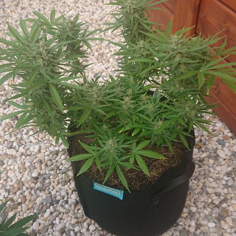 Strawberry Banana Auto growlog timeline photo