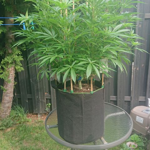 Apple Blossom growlog timeline photo