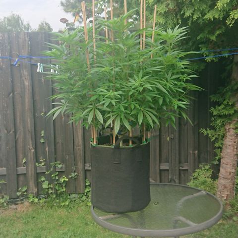 Apple Blossom growlog timeline photo