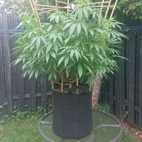 Apple Blossom growlog timeline photo