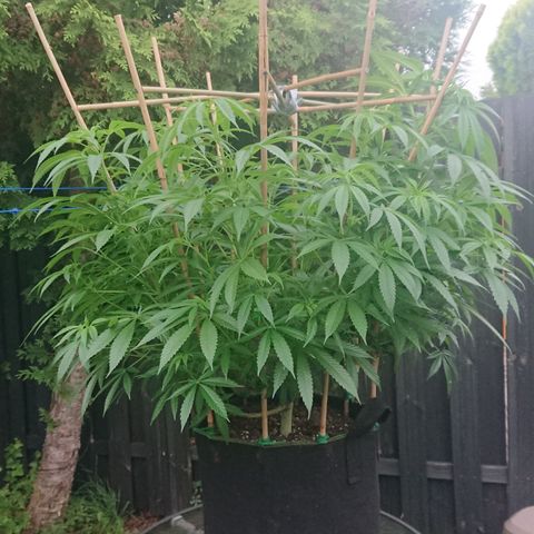 Apple Blossom growlog timeline photo