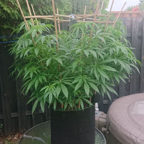 Apple Blossom growlog timeline photo