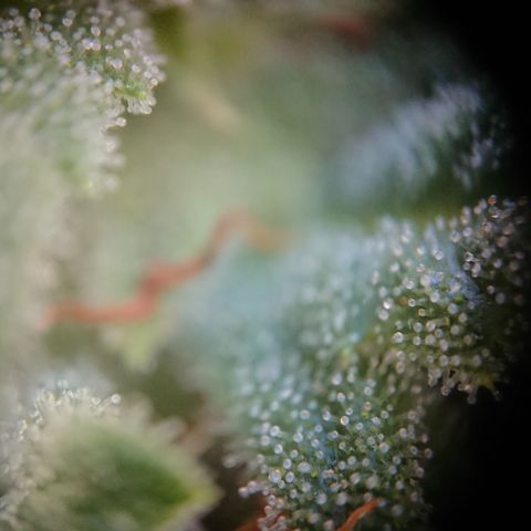 Strawberry Banana Auto growlog timeline photo