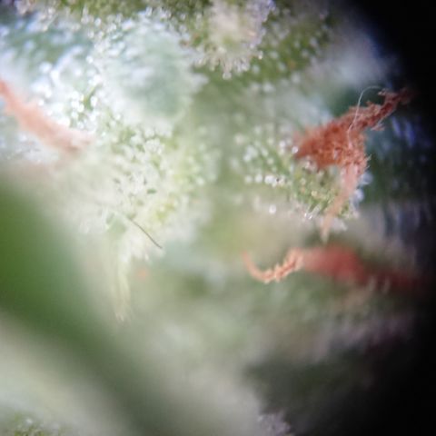 Strawberry Banana Auto growlog timeline photo