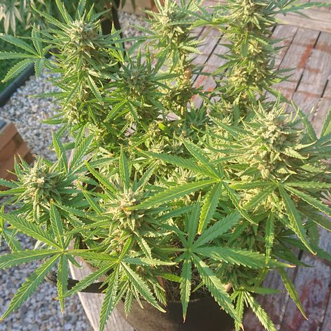 Strawberry Banana Auto growlog timeline photo