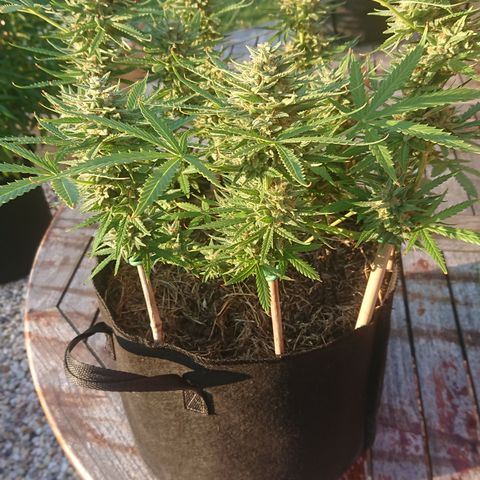 Strawberry Banana Auto growlog timeline photo