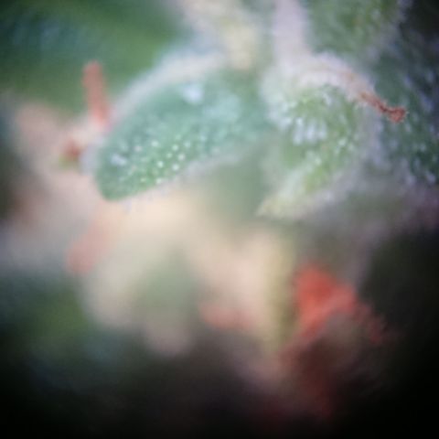 Strawberry Banana Auto growlog timeline photo