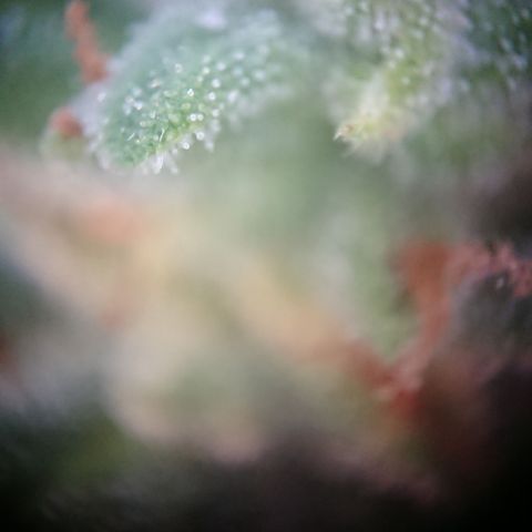 Strawberry Banana Auto growlog timeline photo