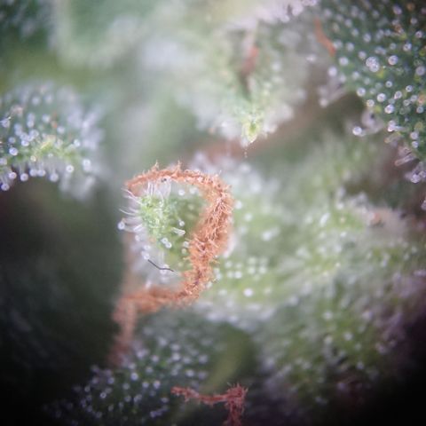 Strawberry Banana Auto growlog timeline photo