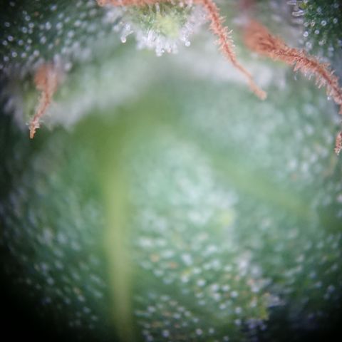 Strawberry Banana Auto growlog timeline photo