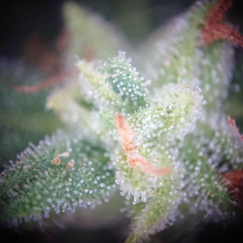Strawberry Banana Auto growlog timeline photo