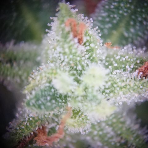 Strawberry Banana Auto growlog timeline photo