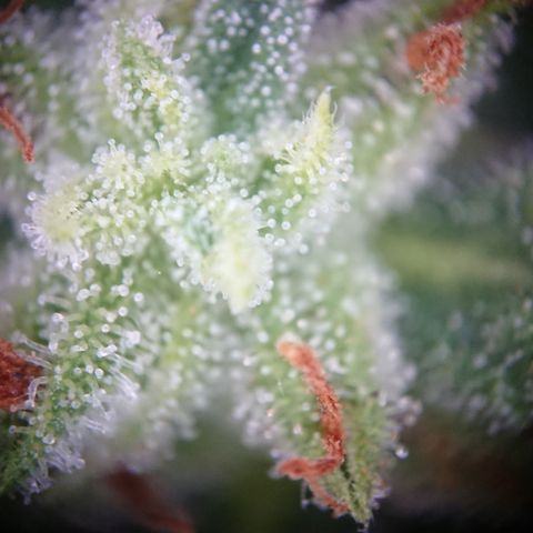 Strawberry Banana Auto growlog timeline photo