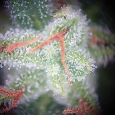 Strawberry Banana Auto growlog timeline photo