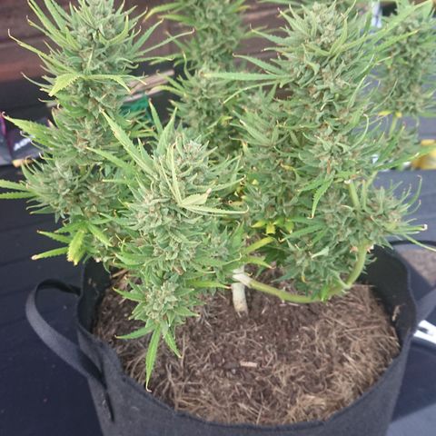 Strawberry Banana Auto growlog timeline photo