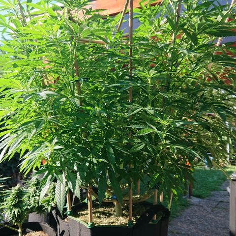 Apple Blossom growlog timeline photo