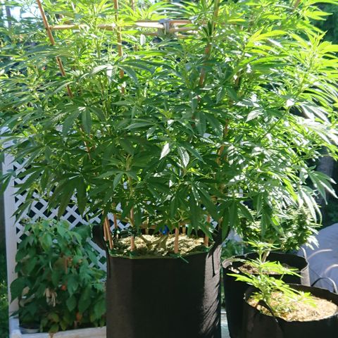 Apple Blossom growlog timeline photo
