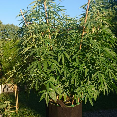 Apple Blossom growlog timeline photo