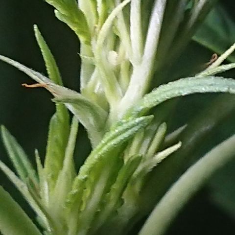 Apple Blossom growlog timeline photo