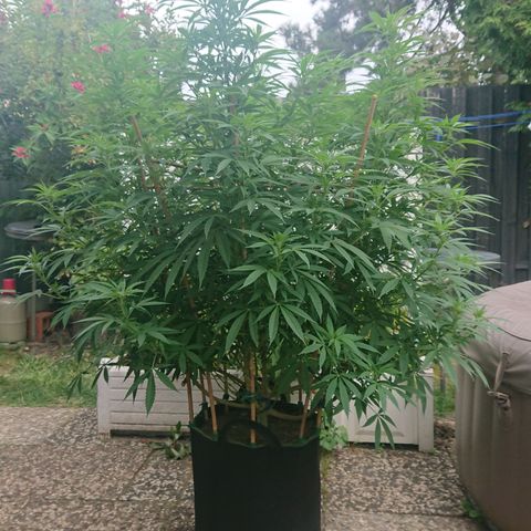 Apple Blossom growlog timeline photo