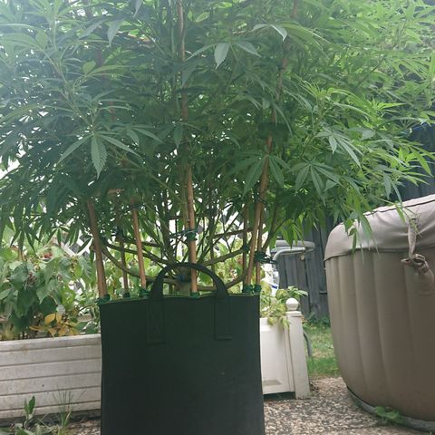 Apple Blossom growlog timeline photo