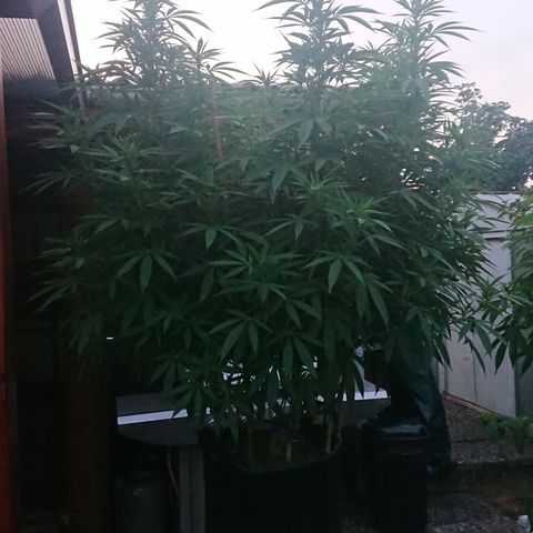Apple Blossom growlog timeline photo