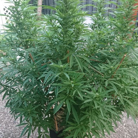 Apple Blossom growlog timeline photo
