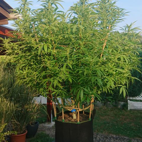 Apple Blossom growlog timeline photo