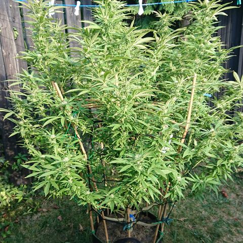 Apple Blossom growlog timeline photo