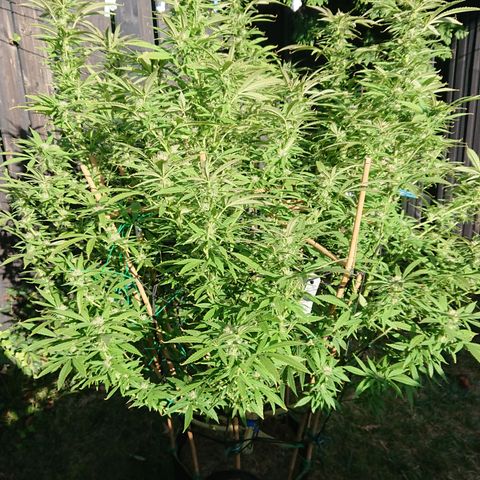 Apple Blossom growlog timeline photo