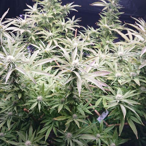 Apple Blossom growlog timeline photo