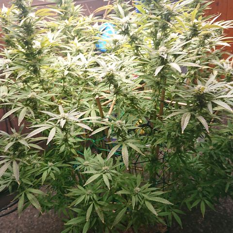 Apple Blossom growlog timeline photo