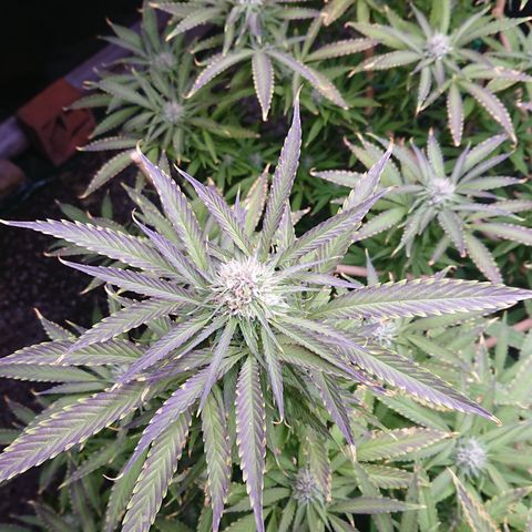 Apple Blossom growlog timeline photo