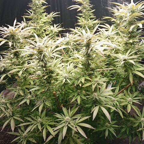 Apple Blossom growlog timeline photo